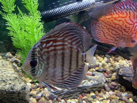Image result for Blue Turquoise Discus
