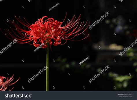 Red Spider Lily Lycoris Radiata Higanbana Stock Photo 1805224963 ...