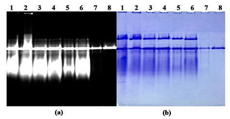 Efficient Purification of R-phycoerythrin from Marine Algae (Porphyra ...