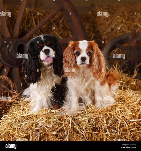 Cavalier King Charles Spaniel, Tricolour and Blenheim Stock Photo - Alamy
