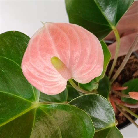 Anthurium Peach (Mini) – Orchid-Tree