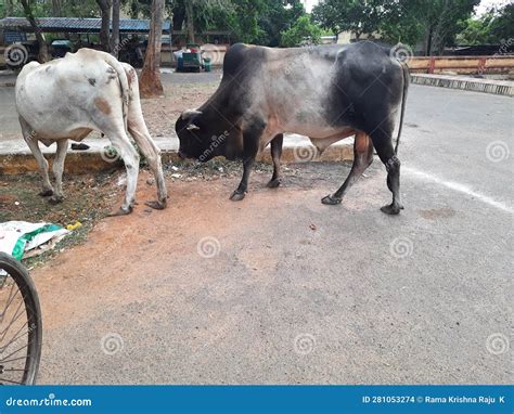 Indian ox or bull stock photo. Image of roadside, herd - 281053274