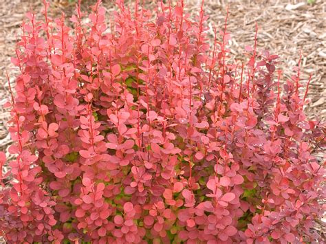 Barberry, Orange Rocket - Campbell's Nursery
