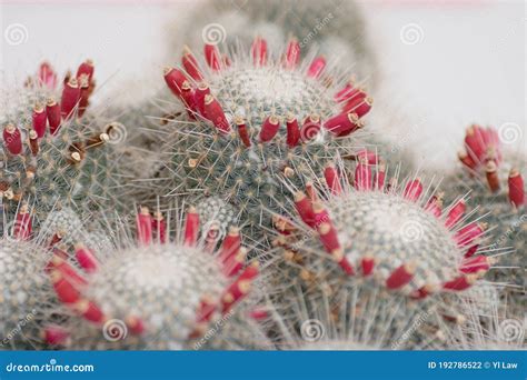 Cactus, Family Cactaceae, Plural Cacti or Cactuses, Flowering Plant ...
