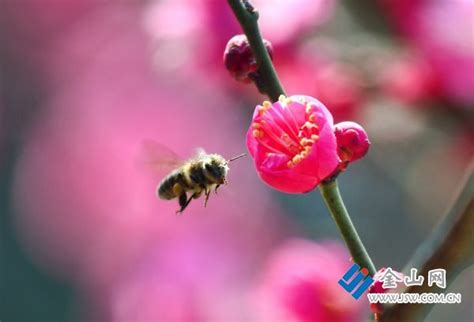 花香蜂蝶春月忙 - 尼康 D90 样张 - PConline数码相机样张库