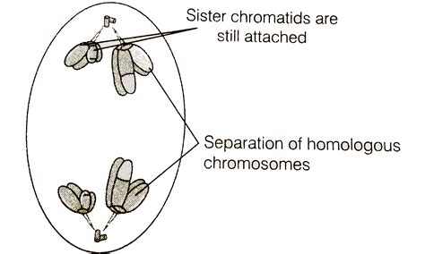 During anaphase I of meiosis