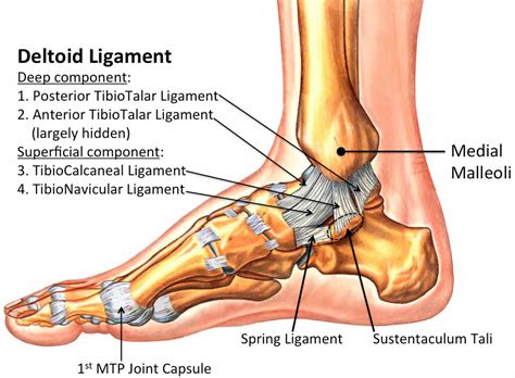 Ankle impingement syndrome causes, symptoms, diagnosis & treatment