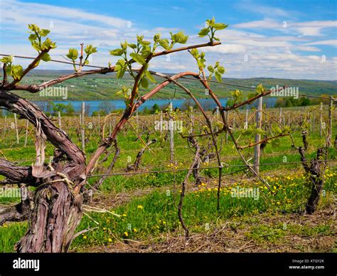 Glenora Wine Cellars, Finger Lakes, Dundee, New York, USA Stock Photo ...