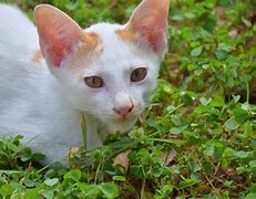 Image result for Nature Cat as a Kitten