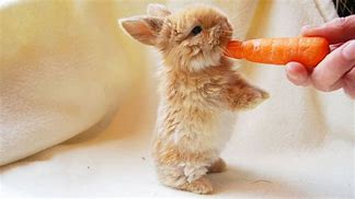 Image result for Adorable Fluffy Baby Bunnies