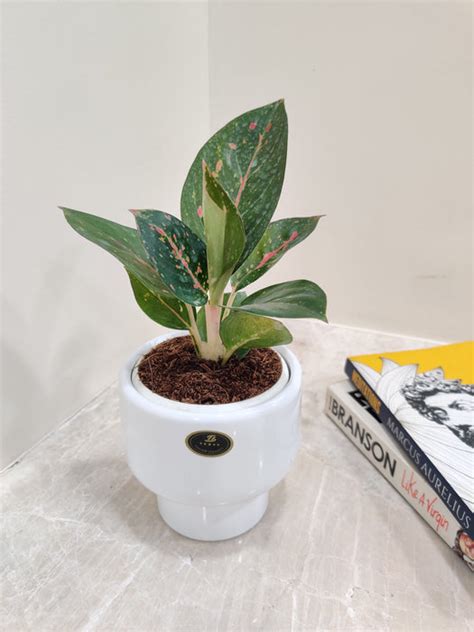 Buy Aglaonema Star Dust Plant | Perfect Corporate Gift – ChhajedGarden.com