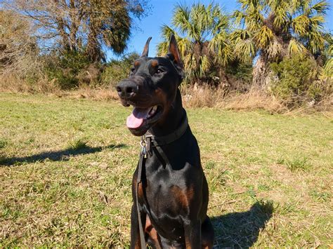 Pure Dobermanns - Doberman Pinscher Puppies for Sale in Wildwood, FL ...