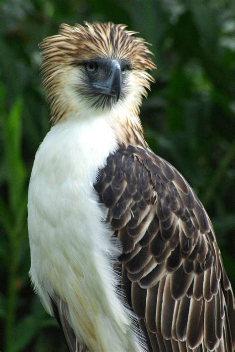 Philippine National Bird Eagle