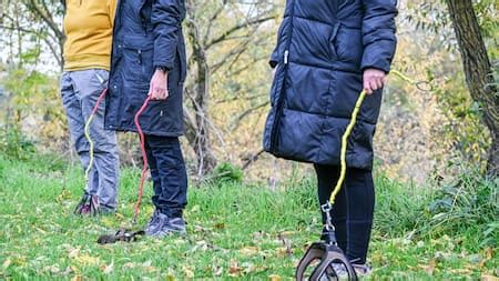 ¿Qué tienen de especial los gatos naranjas?: la razón científica que ...