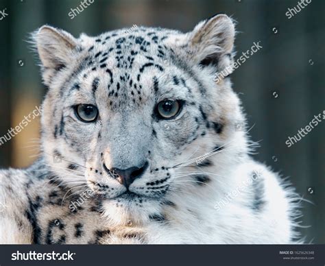 Cute Snow Leopards: Over 2,995 Royalty-Free Licensable Stock Photos ...