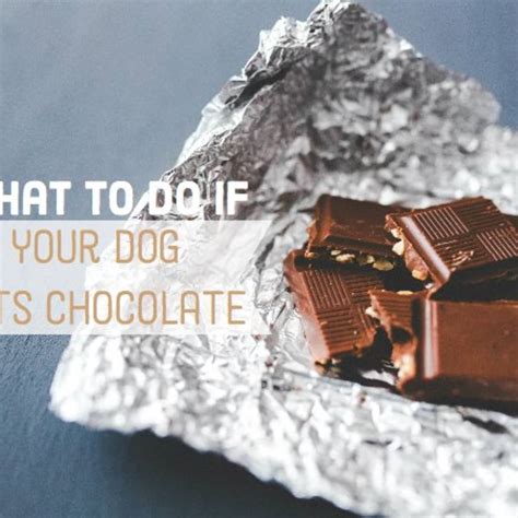 How Bad Is Hershey Chocolate For Dogs