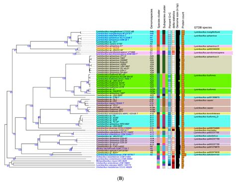 Novel Plant-Associated Brevibacillus and Lysinibacillus Genomospecies ...