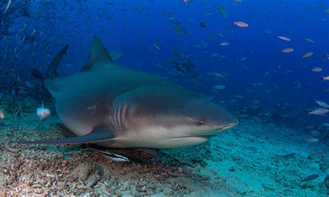 Bull Shark Animal Pictures | A-Z Animals