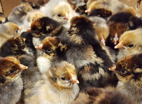 Blue Laced Red Wyandotte | Hard Run Acres