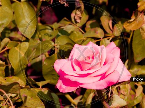 Pink Colour Rose Flowers Images | Best Flower Site