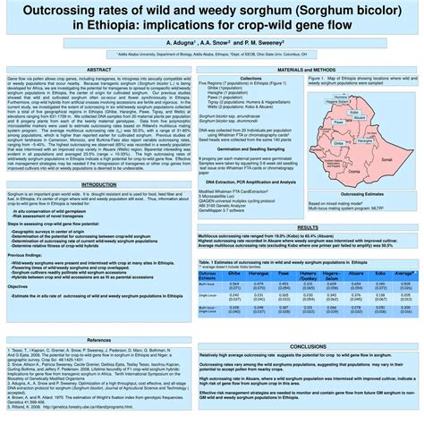 Outcrossing rates of wild and weedy sorghum (Sorghum bicolor) - ppt ...