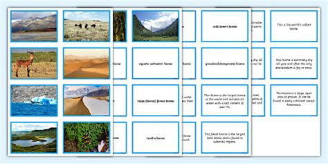 KS2 Biomes Matching Cards - Twinkl