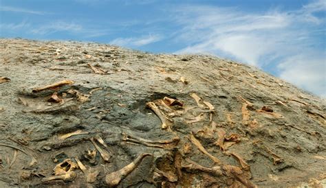 盘点地球生物多样性的五次大灾难-国际环保在线