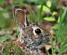 Image result for Dutch Belted Rabbit