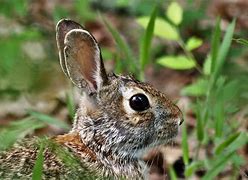 Image result for African Rabbit