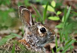 Image result for Male or Female Rabbit