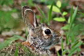 Image result for Brown Wild Rabbit