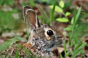 Image result for White Rabbit Photography