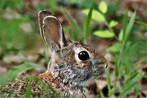 Image result for Cute Pink Rabbit