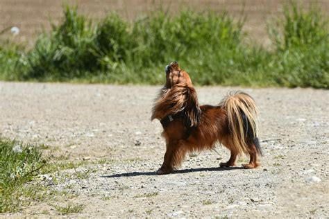Exploring the Unique Basenji Sound: A Vocal Phenomenon