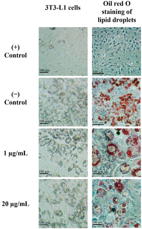 Effectiveness and Safety of Boesenbergia rotunda Extract on 3T3-L1 ...