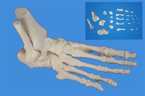 Buy DFJU Foot Skeleton Model Anatomical Foot Skeleton Model ...