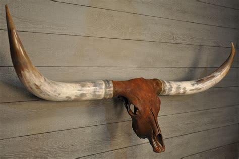 ROUGH & READY - 5' 9" Longhorn Skull – LONGHORN CUSTOM SKULLS
