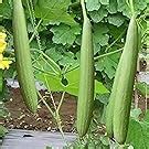 Sponge Gourd Luffa Tori Vegetable Seeds : Amazon.in: Garden & Outdoors