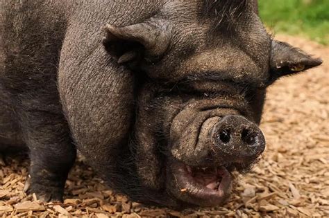 How Big Do Teacup Pigs Grow - Tribuntech