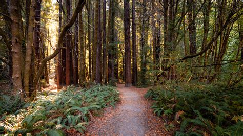 Are Dogs Allowed At Hendy Woods State Park