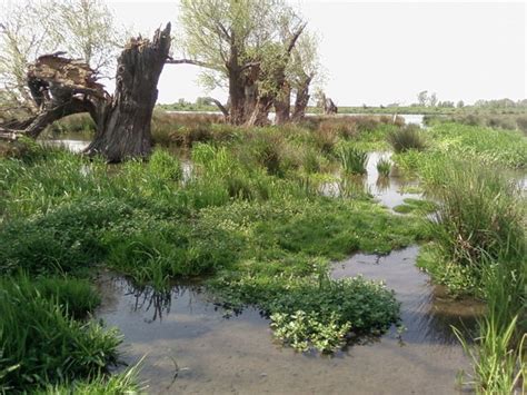 Image result for Swamp Bogging