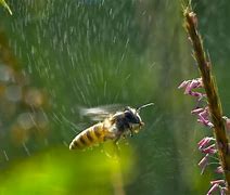 Image result for Good Morning Honey Bee