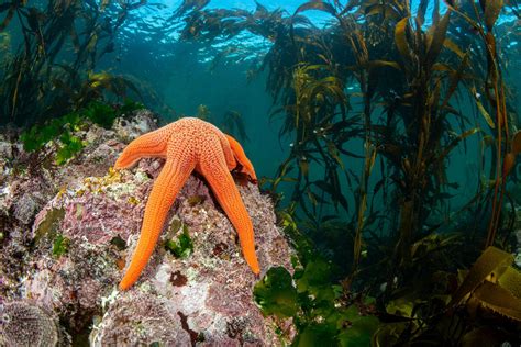 Delta x Patagonia Azul Foundation | Delta News Hub