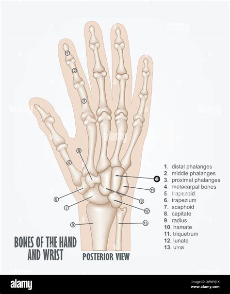 Bones Of The Hand And Wrist Anatomy, Vector Illustration Stock Vector Image & Art - Alamy
