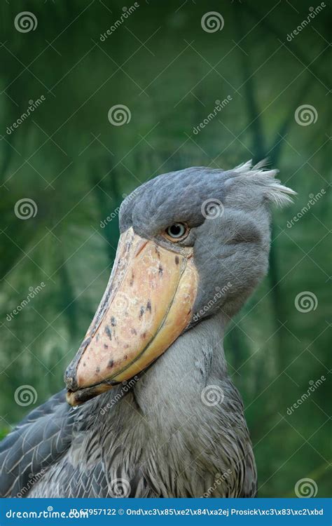 Shoebill, Balaeniceps Rex, Hidden In The Green Vegetation. Portrait Of ...