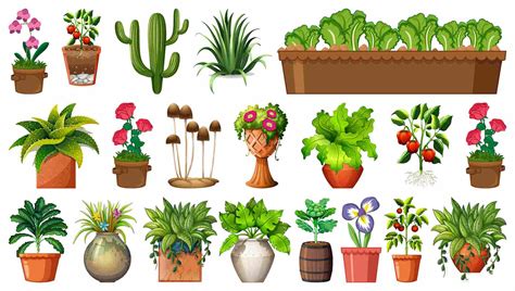 Top 12 Ornamental Flowers To Grow In Your Garden – Ugaoo