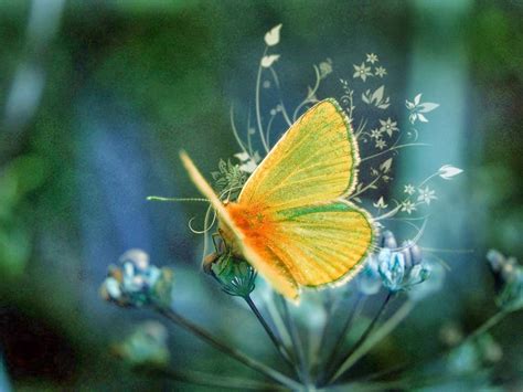 Image result for Free Desktop Pictures for Computer Screen