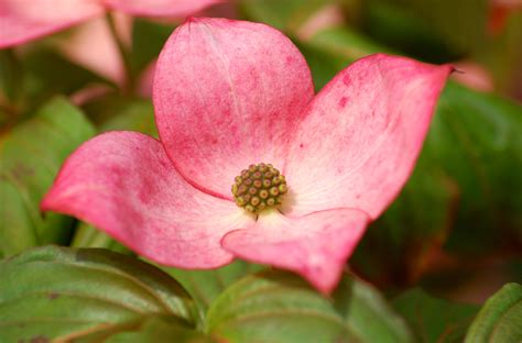 6 Best Dogwood Tree Varieties