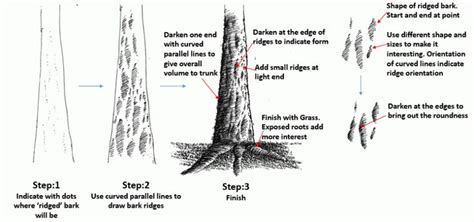 Image result for How to Draw Tree Trunks