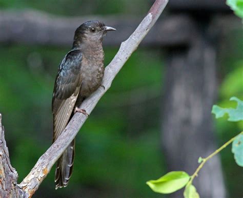 Black Cuckoo (Birds of the Garden Route (Western Cape) South Africa ...